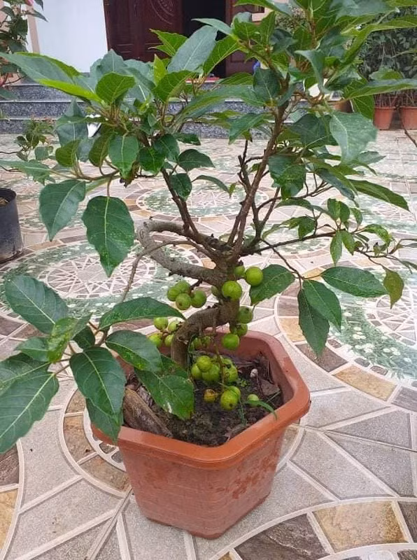 Những chậu sung cảnh nhỏ chi chít quả được rao bán với giá từ 300.000 - 400.000 đồng. Ảnh: Facebook