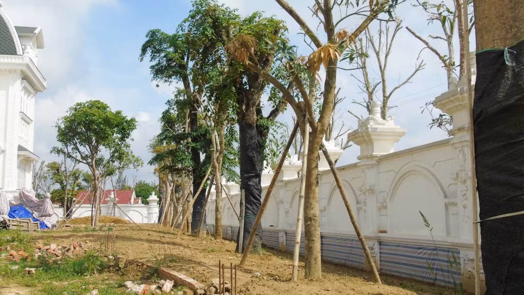 Bên trong khuôn viên biệt thự cũng được trồng những cây lớn. Ảnh: Doanh nghiệp &amp; Kinh doanh