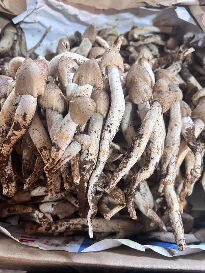 Do mọc tự nhiên và chỉ xuất hiện trong thời gian ngắn nên số lượng nấm mối không nhiều. Đây cũng là lý do khiến nấm mối có giá tới cả 1 triệu đồng/kg với hàng đã sơ chế. Ảnh: Facebook