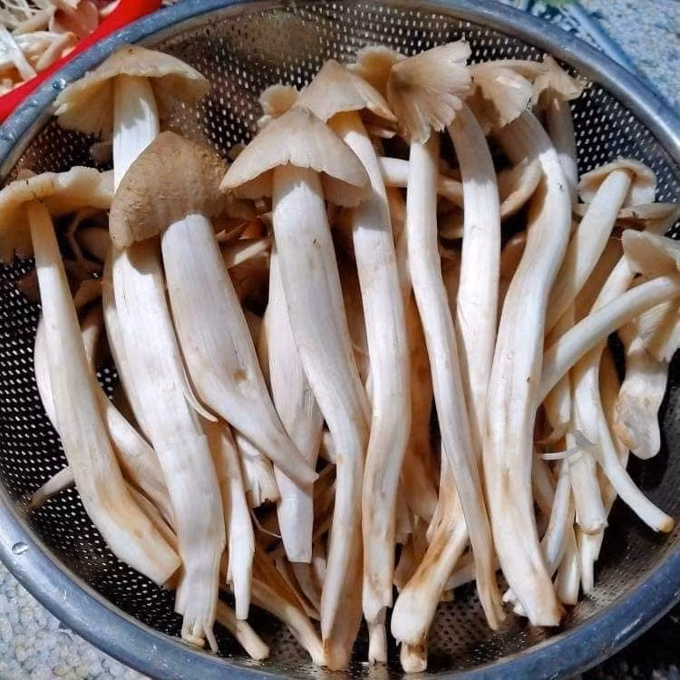 Tuy giá cao nhưng nhiều thời điểm các thương lái không đủ nấm mối để bán cho khách. Ảnh: Facebook