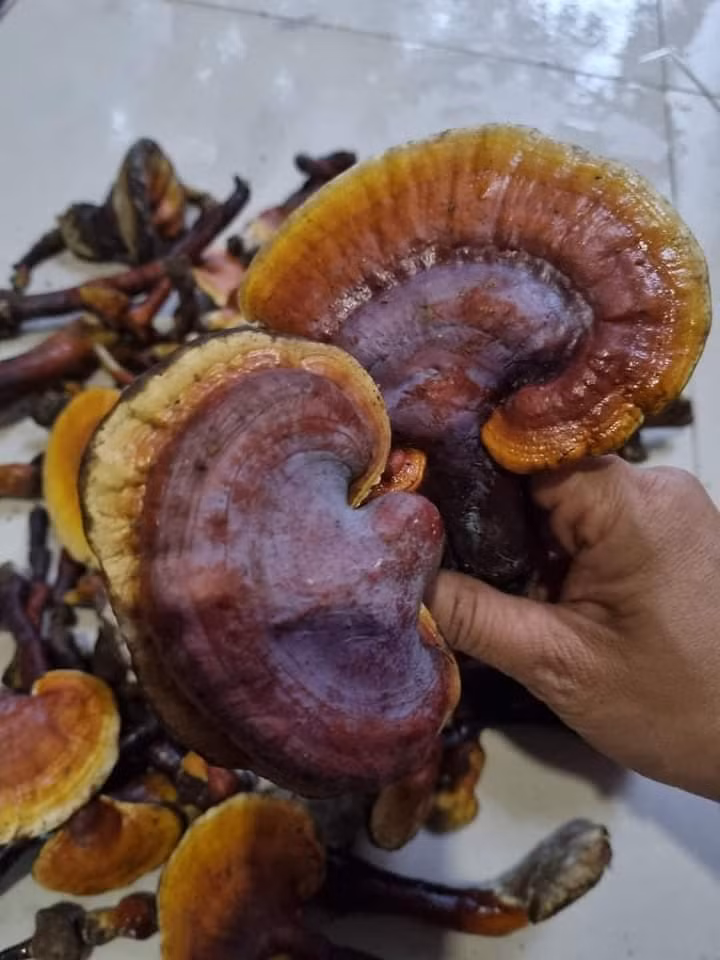 Nấm lim xanh là một trong những loại nấm đắt đỏ được giới nhà giàu Việt ưa chuộng. Loại nấm này thường được tìm thấy chủ yếu trong những cánh rừng nguyên sinh. Ảnh: Facebook