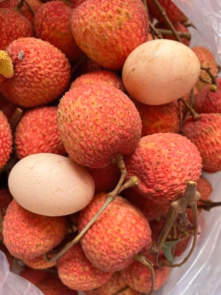 Vải trứng u hồng gần 200.000 đồng/kg hút khách - Hình 2 Vai trung u hong gan 200.000 dong/kg hut khach-Hinh-2