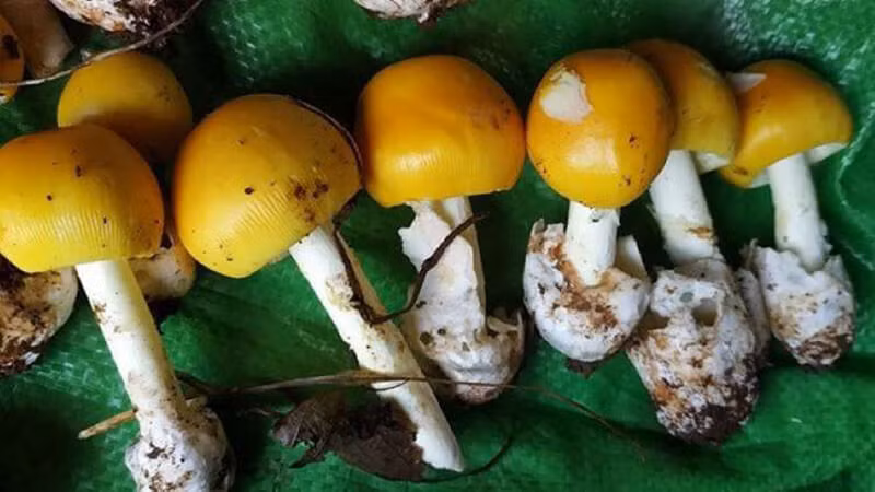 Đầu mùa, nấm trứng gà thường có giá lên tới 500.000 đồng/kg. Vào giữa mùa, nấm rẻ hơn chừng 200.000 - 350.000 đồng/kg. Ảnh: Bachhoaxanh