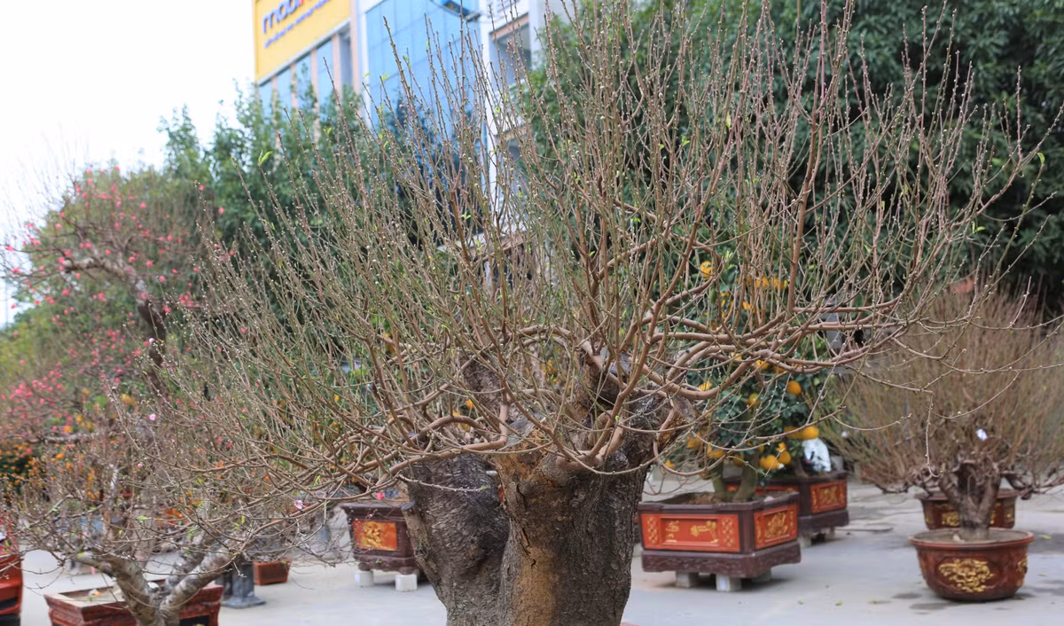 Tại TP. Thanh Hoá, năm nay nhiều nhà vườn đưa gốc đào cổ thụ về bày bán. Những gốc đào hai trạng, tán rộng giá dao động từ 70 đến 100 triệu, tùy thời điểm. Ảnh: Vietnamnet