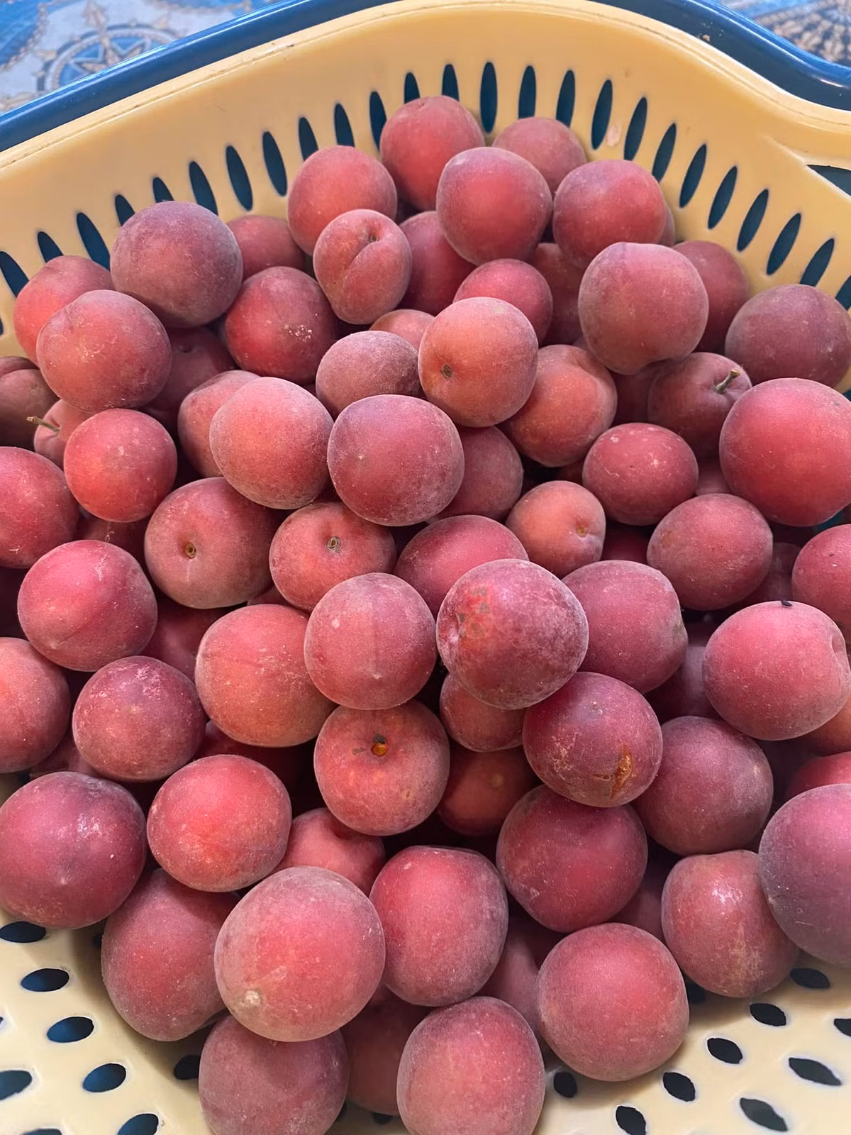 Huyết mơ thơm lừng, chín đẹp như ruby.