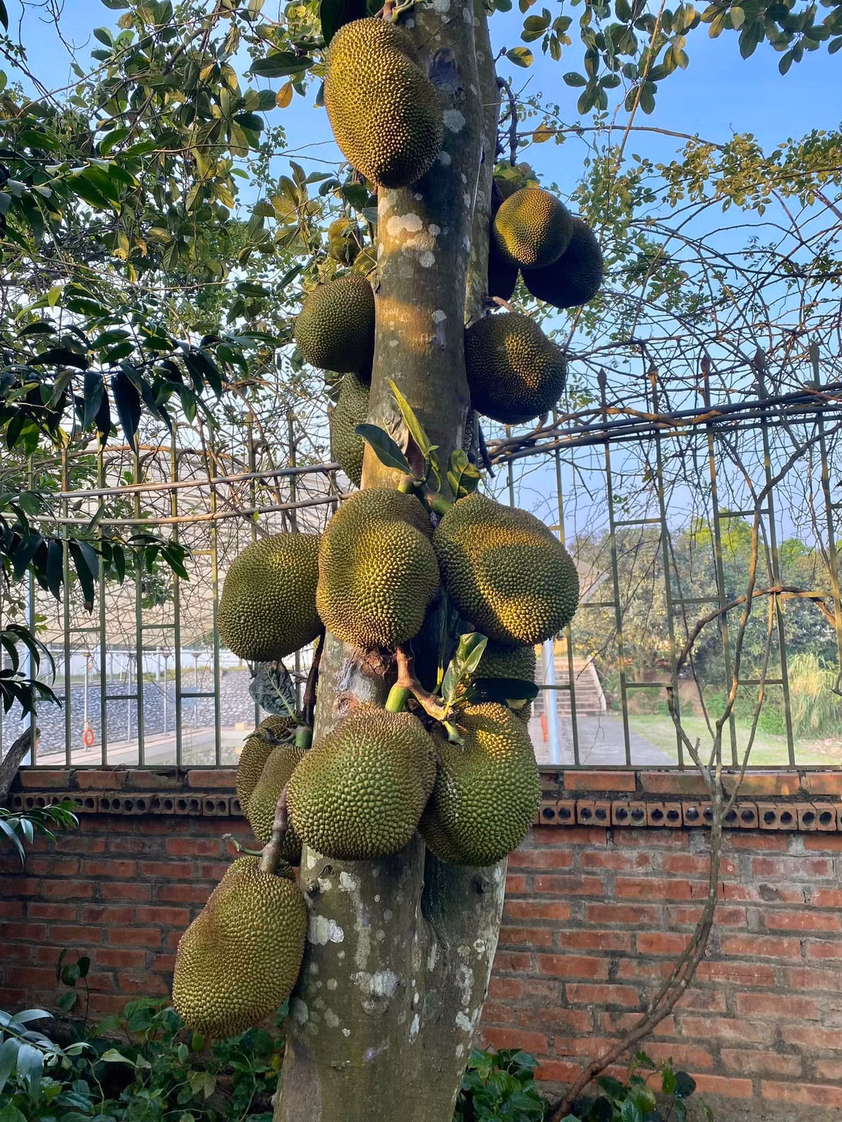Đây là giống mít ta cùi dày và mọng nước.