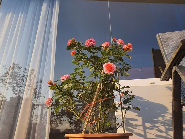 Trong căn biệt thự đồ sộ ở TP HCM, Vũ Thu Phương thiết kế khu vườn ngập sắc hoa hồng.