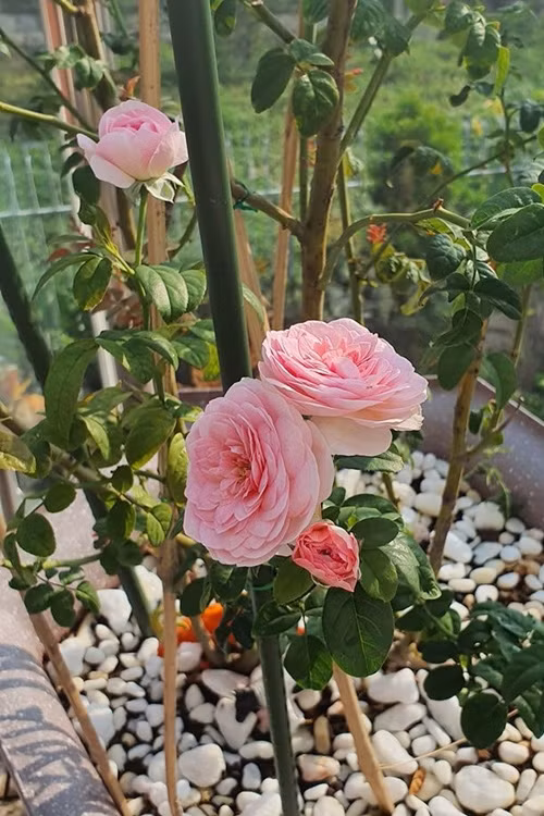 Việc tưới nước được Vũ Thu Phương đảm bảo thực hiện trước 7h.