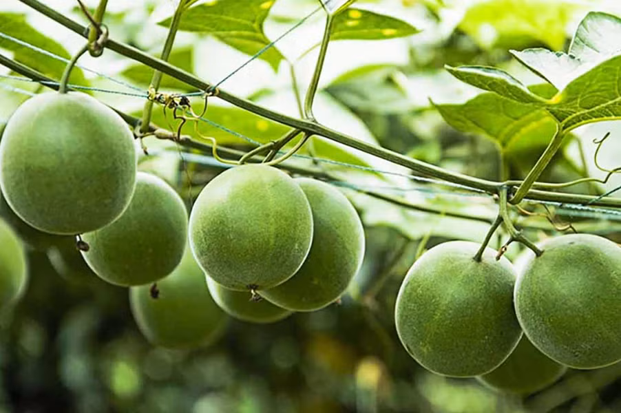 Trước đây, cây la hán mọc hoang quanh hàng rào, sau đó được người dân đem về trồng vì mang lại giá trị kinh tế. Ảnh: Facebook
