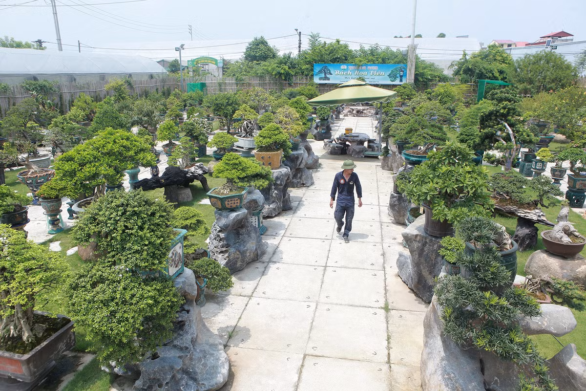 Anh Đặng Hồng Sơn (Thanh Trì, Hà Nội) sở hữu vườn cây cảnh nghệ thuật rộng tới 4.000 m2 với đủ loại cây trái bonsai từ các vùng miền của đất nước. Ảnh: Dân trí