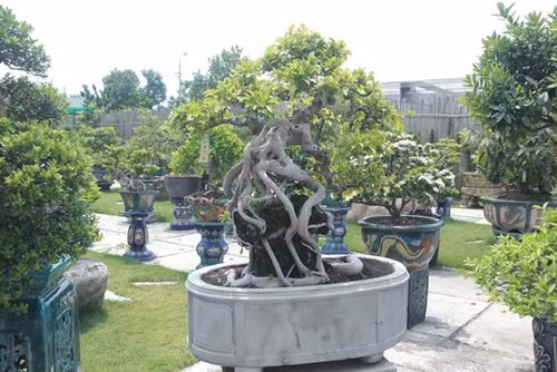 Một cây si có hình thù kỳ lạ. Ảnh; ĐSPL