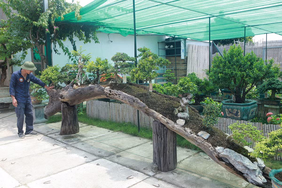 Mai chiếu thủy "rừng trên thân gò công" độc đáo. Ảnh: Dân trí
