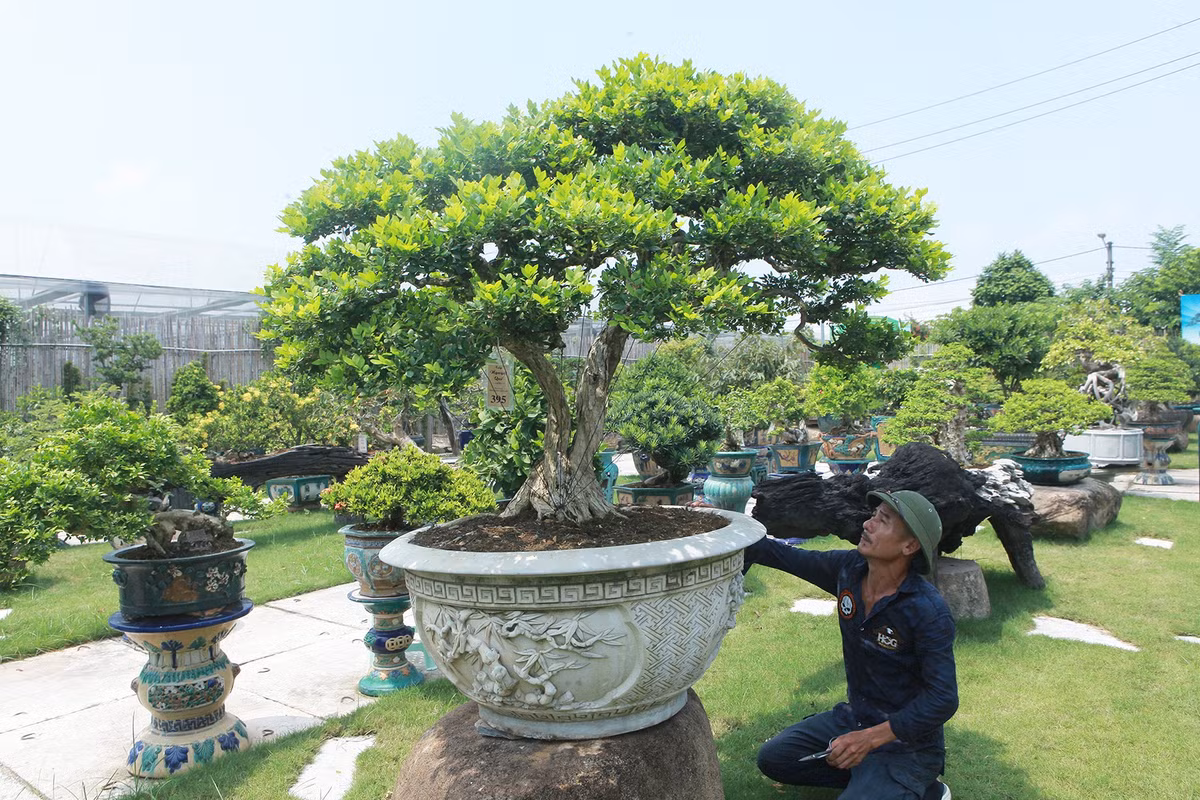 Tác phẩm “lão nguyệt quế” đẹp, có tuổi đời gần 80 năm, trị giá hàng trăm triệu đồng. Ảnh: Dân trí