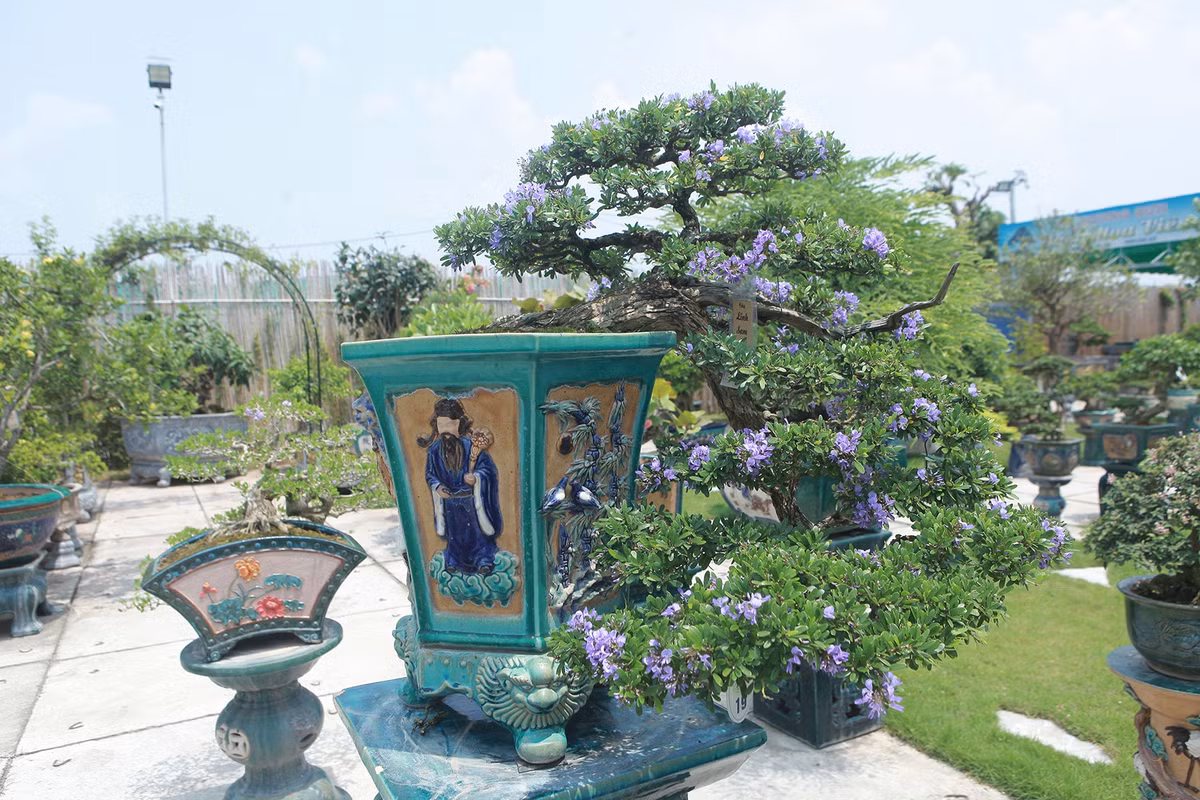 Linh sam trổ hoa rất đẹp, trị giá hàng trăm triệu đồng. Ảnh: Dân trí