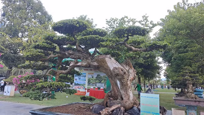 Hàng loạt tác phẩm dáng, thế độc đáo quy tụ tại triển lãm lần này. Ảnh: Dân Việt
