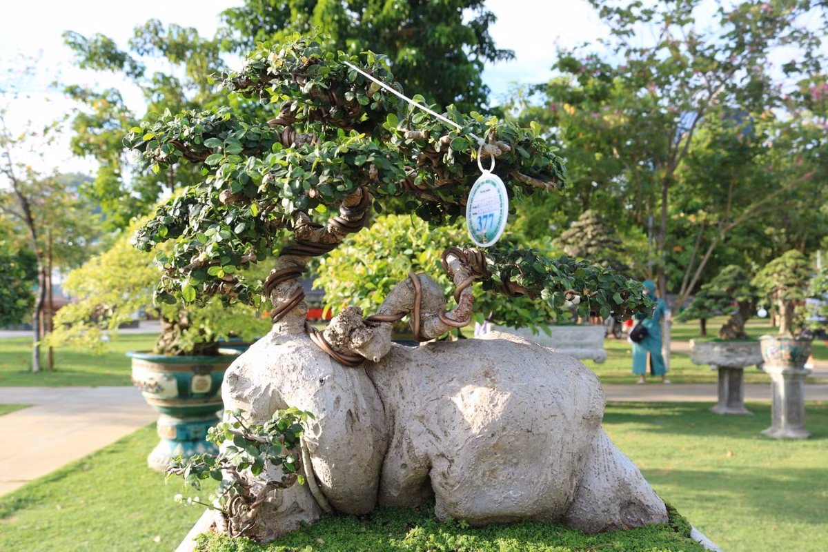 Nhiều cây có gốc, thân lớn trị giá đến cả tỷ đồng nhờ dáng thế kỳ quái. Ảnh: Plo