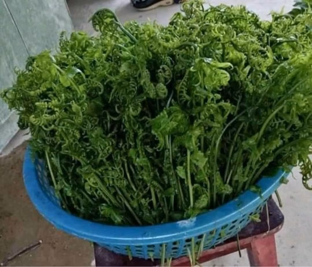 Trước đây, rau dớn chỉ xuất hiện trên mâm cơm của người Cơ Tu, H’mông... Giờ đây, rau dớn băng rừng xuống Thủ đô được bán với giá cao ngất ngưởng khoảng 200.000 đồng/kg. Ảnh: Facebook