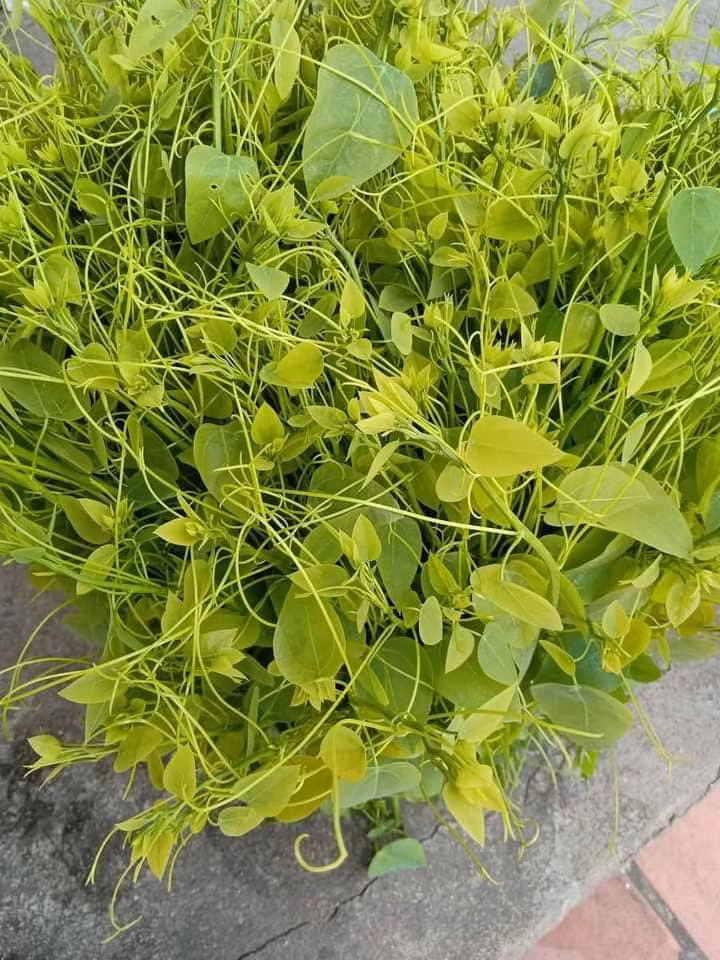 Rau bò khai thường mọc trên núi cao, lá xanh tươi, hình tròn, có thể xào cùng thịt bò, thịt gà... rất ngon. Ảnh: Facebook