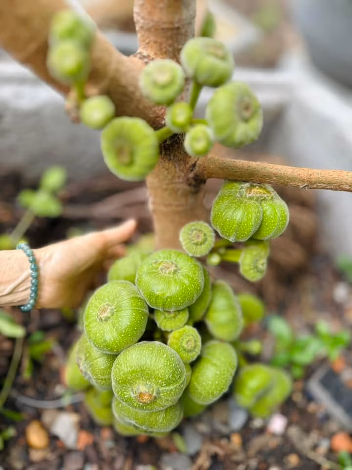 Cây vả cho trái to bằng cái chén.