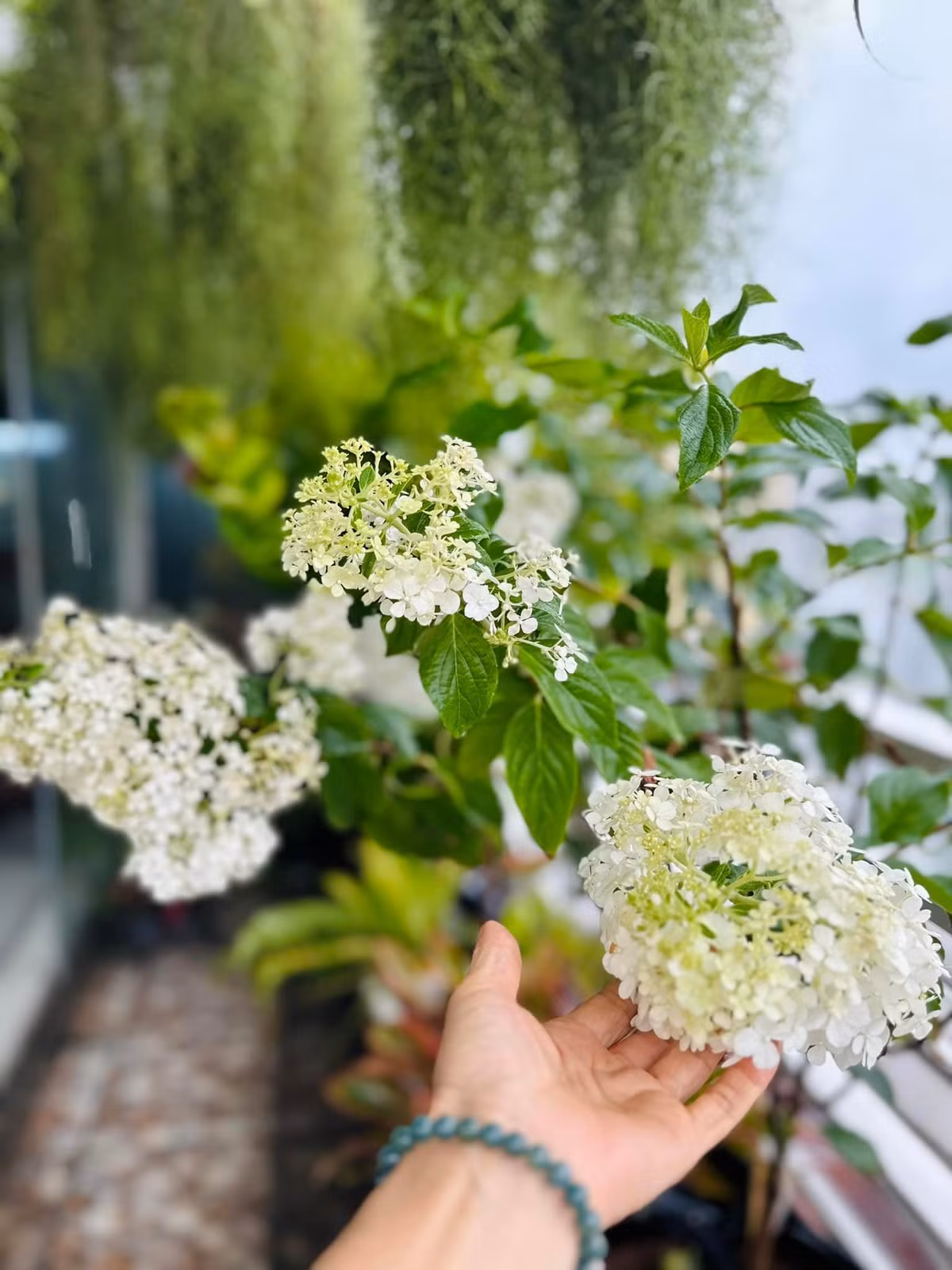 Cẩm tú cầu thân gỗ đẩu tiên trồng ở Sài Gòn cho hoa trĩu trịt cả tháng.