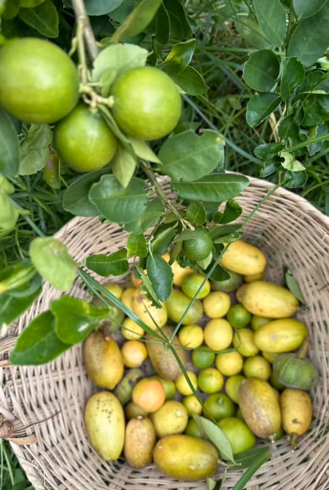 Nữ ca sĩ cho biết, sau hơn một tháng nghỉ hè vè, chanh vàng Mỹ, chanh vàng Úc, chanh giấy, chanh đào, chanh Bắc vàng không ai hái rụng đầy gốc.