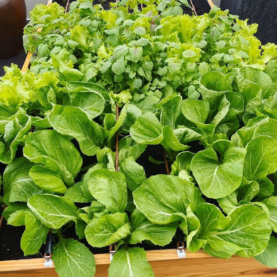 Khu vườn rộng khoảng 60 m2, thiết kế từng thùng gỗ cỡ lớn và phân luống để trồng các loại rau khác nhau.