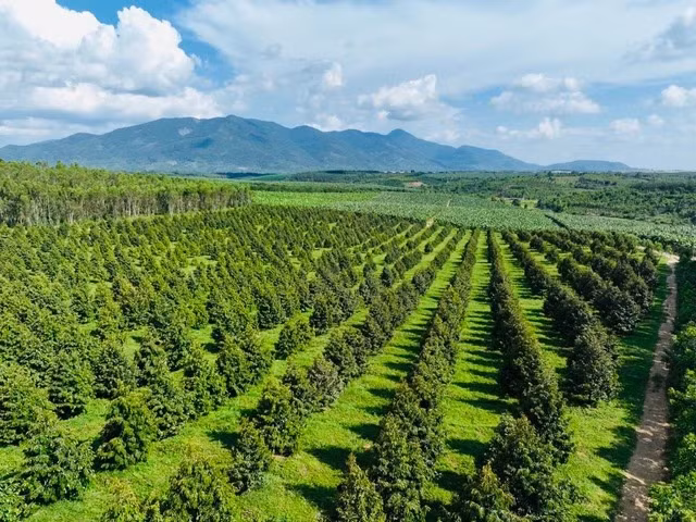 Hiện, bầu Đức đang trồng khoảng 1.000 ha sầu riêng, gồm 200 ha tại Việt Nam và gần 800 ha tại Lào (trong năm 2022 có trồng thêm), với hai giống chủ lực là sầu riêng Monthong (Thái Lan) và Musaking (Malaysia). Ảnh: Nhịp sống thị trường