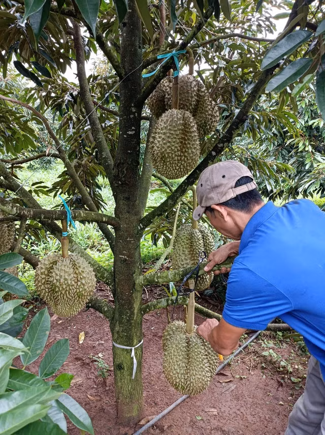 Trong đó, khoảng 30ha đã cho trái bói vào quý 3/2022, mỗi trái nặng khoảng 3,5 kg, có trái cá biệt lên đến 9-10 kg/trái. Ảnh: HAGL
