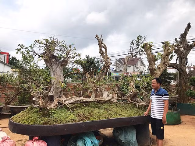 Theo đó, anh Lê Minh (Lào Cai) quyết định đổi ngang cây thạch lựu cổ đại lớn nhất Việt Nam lấy cây ổi “Cửu long quần thụ” có tuổi đời hơn 100 năm. Ảnh: Dân Việt