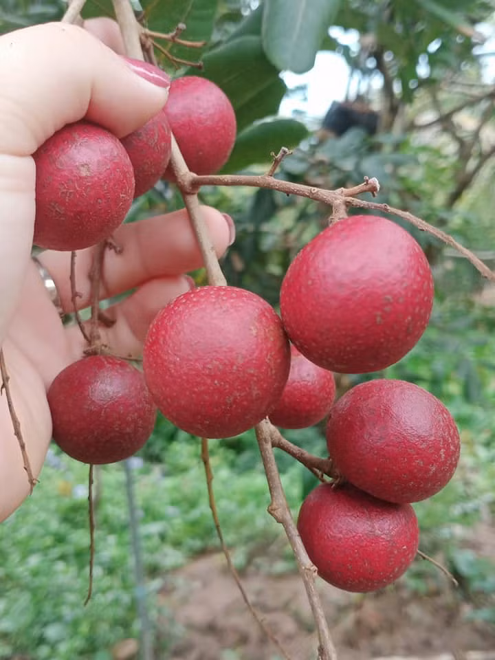 Tuy nhiên, những ngày gần đây, nhãn tím được dân buôn rao bán nhiều trên chợ mạng, giá chỉ 40.000-50.000 đồng/kg. Ảnh: Facebook