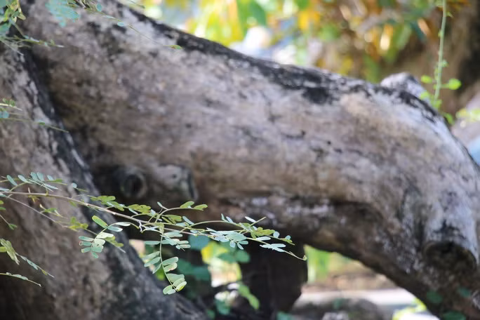 Thân và gốc me nổi u nần mang đậm vẻ cổ kính. Ảnh: Người lao động