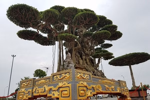 Siêu cây "Đại thế vân tùng" khiến giới chơi cây cảnh ngạc nhiên bởi cây được đặt trong chậu dát hơn 5 cây vàng và có tổng giá trị khoảng 10 tỷ đồng. Ảnh: Thuonghieusanpham