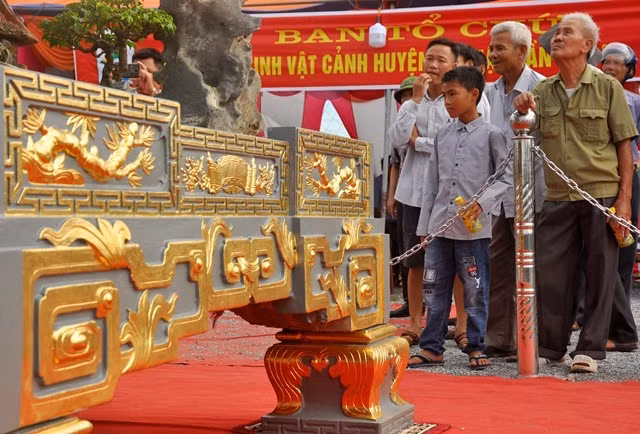 Chậu dát vàng cũng là điểm nhấn khiến siêu cây sanh trở nên thu hút người tham quan. Ảnh: Dân Việt