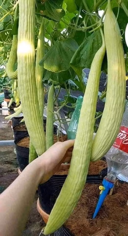 Trái lại, cũng có nhiều người rất thích ăn loại dưa chuột này vì có thể ăn trực tiếp như dưa chuột nếp, bóp gỏi hay nấu canh hoặc xào đều rất giòn và ngon. Ảnh: Facebook