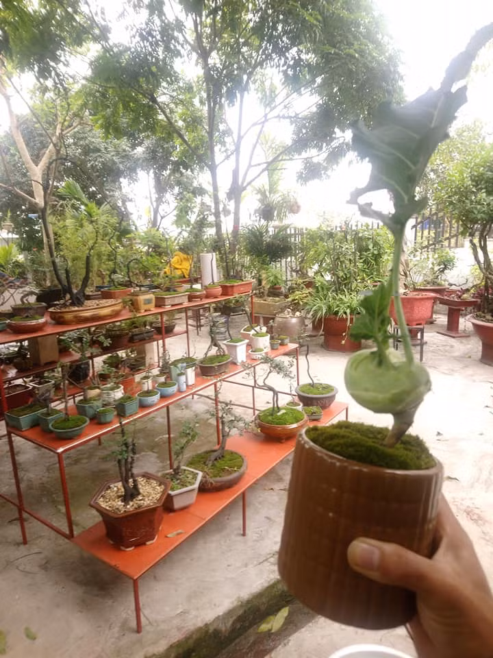Củ su hào được tạo dáng độc đáo khi lên chậu.