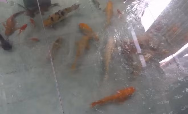 Một điểm đặc biệt là bể cá lớn được thiết kế bên dưới phòng ăn. Ảnh: Facebook