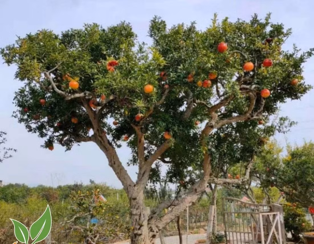 Cây lựu đại thụ trên 100 tuổi trĩu quả. Ảnh: Nhavuonkhanhvo