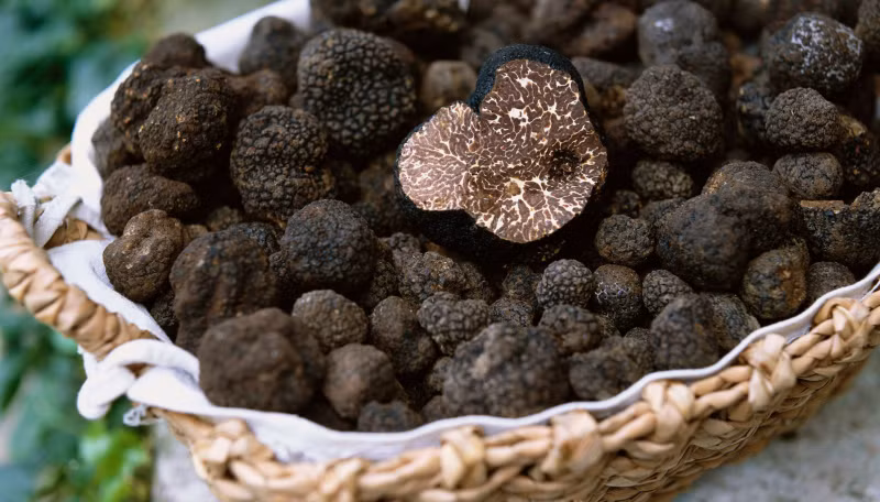 Không giống các loại nấm khác mọc trên mặt đất, nấm truffle mọc sâu dưới lòng đất. Chúng phát triển dưới rễ của các loại cây trong rừng như cây sồi, cây phỉ, cây thông.