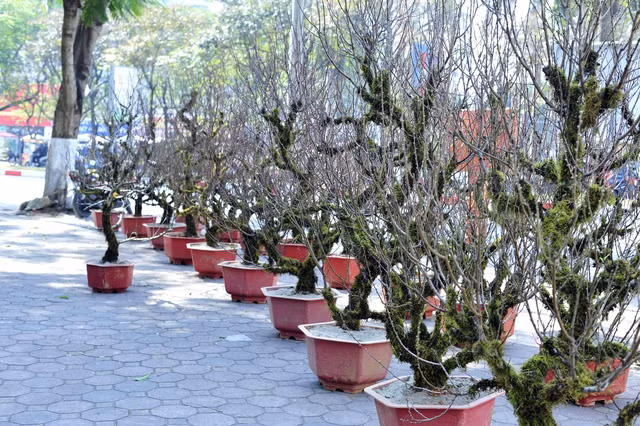 Lần đầu xuất hiện tại Hà Nội, đào Sa Pa quấn rêu xanh tạo dáng cổ thụ thu hút đông đảo khách hàng. Ảnh: Giadinhxahoi