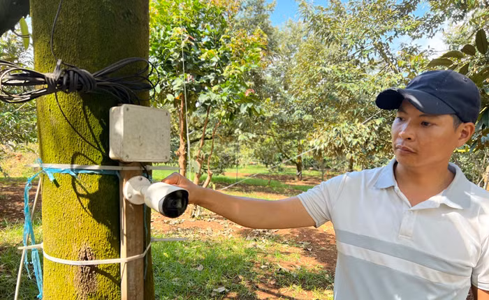Anh Trần Tiến (ở thôn Phước Hoà, xã Ea Yông, huyện Krông Pắc) còn lắp camera trên cây sầu riêng, độ cao tầm 1,2-1,5m để ngày đêm "canh giữ". Ảnh: Dân Việt
