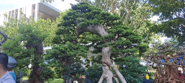 Chiem nguong dan “quai cay” bonsai it nguoi dam hoi gia