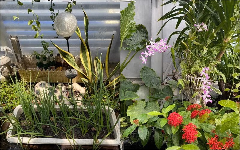 Thời điểm dịch, bà chia sẻ trên trang cá nhân: "Covid nghỉ kinh doanh, gia đình em chuyển nghề sang chăn nuôi và trồng trọt". Ảnh: FBNV
