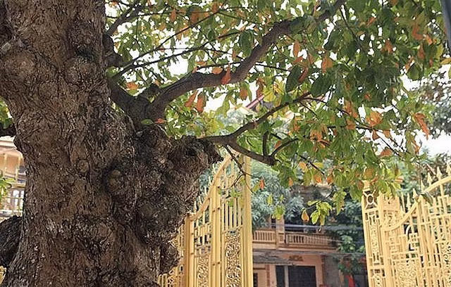 Có khách trả tới 8 tỷ vẫn không thể sở hữu lộc vừng 300 tuổi này. Ảnh: Thuonghieusanpham