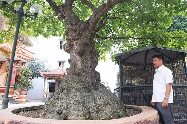 Từng có không ít đại gia tìm đến hỏi mua siêu phẩm lộc vừng cổ thụ song anh Toàn chưa bán bởi anh coi cây lộc vừng như một cây “phát lộc” cho gia đình. Ảnh: Dân Việt