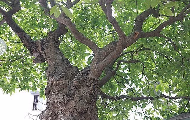 Thân cây cổ quái nhưng cành lá vẫn tốt tươi, tuôn sắc hoa đẹp mắt. Ảnh: Dân trí