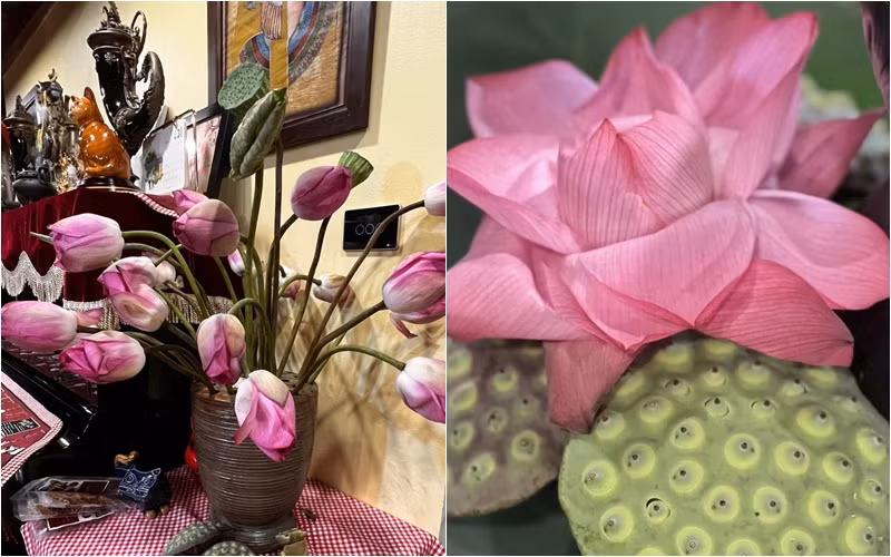 Sen Tây Hồ đẹp, sang, và hợp hơn khi được trưng bày trong không gian đậm chất hoài cổ trong "biệt phủ" của Xuân Bắc. Ảnh: FBNV