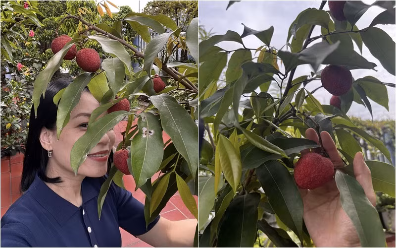 Đông đảo bạn bè xuýt xoa trước cây vải chín đỏ trong vườn nhà nghệ sĩ Xuân Bắc. Ảnh: FBNV