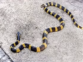 7. Rắn cạp nong (Bungarus fasciatus) hay còn gọi là rắn cạp nia hoặc rắn mai gầm thuộc họ Rắn hổ (Elapidae). Đây là một trong những loài rắn cực độc, dù chúng ít khi chủ động tấn công con người nhưng nếu ai đó không may bị chúng cắn, nọc độc có thể giết chết nạn nhân chỉ trong vòng vài phút. Chúng sống phổ biến ở đồng bằng, trung du và miền núi Việt Nam. Ảnh: Vncreatures.