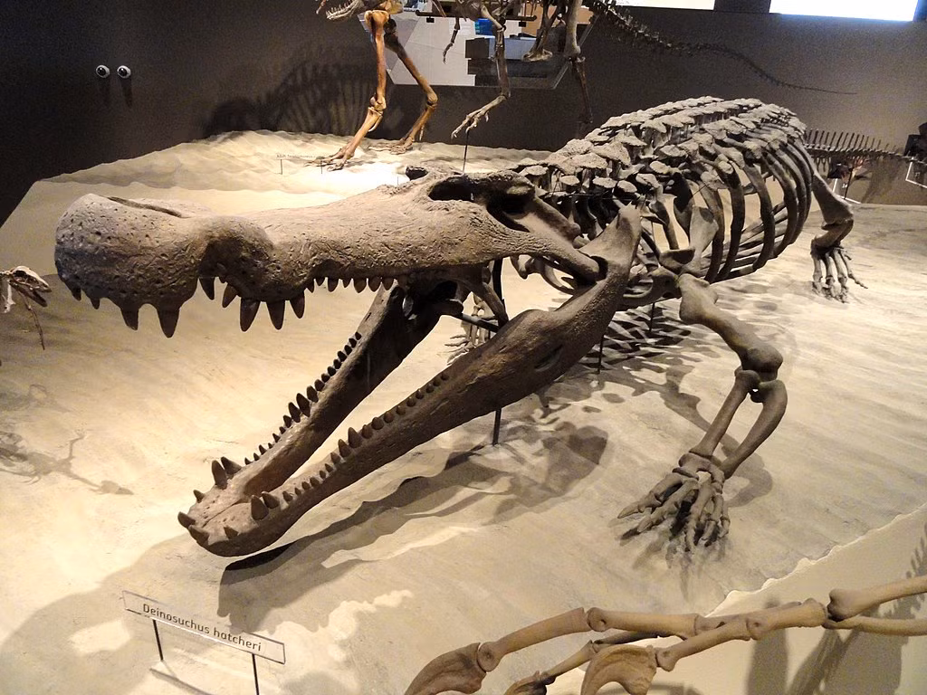 Deinosuchus lớn hơn nhiều so với bất kỳ loài cá sấu hiện đại nào, từng được xem là hung thần đáng sợ nhất của mọi loài khủng long. (ảnh Wikipedia)