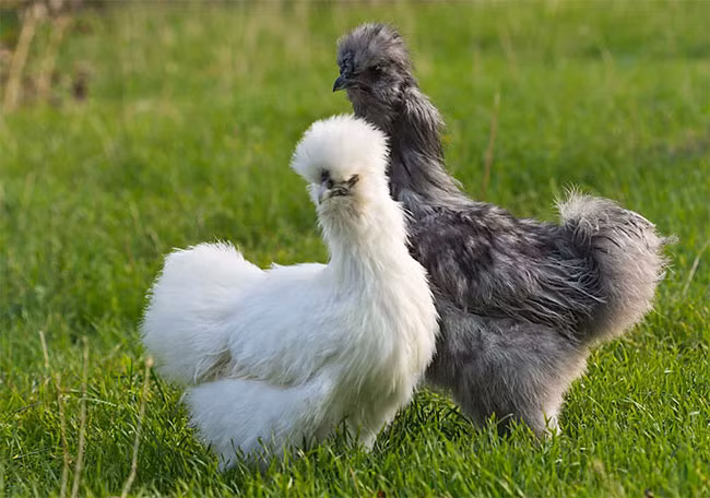 1. Gà lông lụa: Hay còn gọi là gà Silkie là một giống gà có nguồn gốc từ Trung Quốc. Sở dĩ có cái tên này là do bộ lông của chúng giống như tơ và đặc biệt là da, thịt, xương của chúng đều có màu đen. 